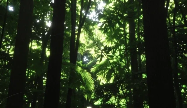 优化患者体验：就诊流程中的挂号与候诊环节分析